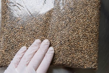 Kenevir tohumları. Marihuana tohumlarının tıbbi özellikleri