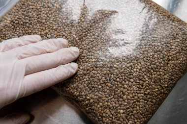 Marihuana taneli makro fotoğraf. Dünya çapında esrar tarımının yasallaştırılması.