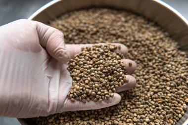 Kenevir tohumları. Marihuana tohumlarının tıbbi özellikleri