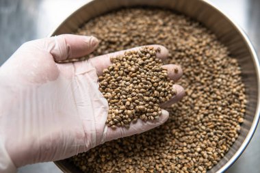 Karanlık bir arka planda taze marihuana tohumları. Diyet için tıbbi esrar tohumları.