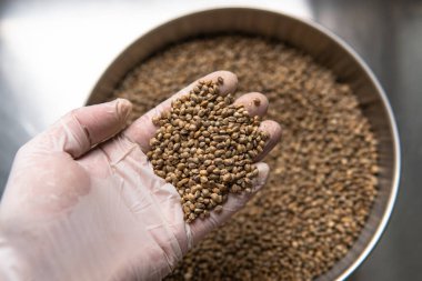 Marihuana taneli makro fotoğraf. Dünya çapında esrar tarımının yasallaştırılması.