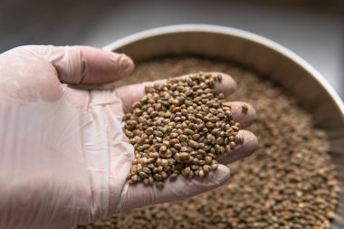 Marihuana taneli makro fotoğraf. Dünya çapında esrar tarımının yasallaştırılması.