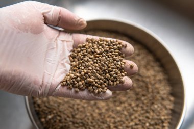 Karanlık bir arka planda taze marihuana tohumları. Diyet için tıbbi esrar tohumları.