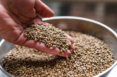 Kenevir tohumları. Marihuana tohumlarının tıbbi özellikleri