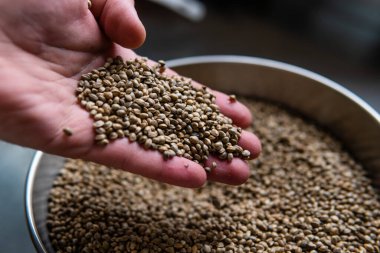 Kenevir tohumları. Marihuana tohumlarının tıbbi özellikleri