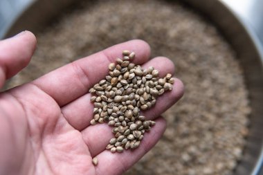 Marihuana taneli makro fotoğraf. Dünya çapında esrar tarımının yasallaştırılması.