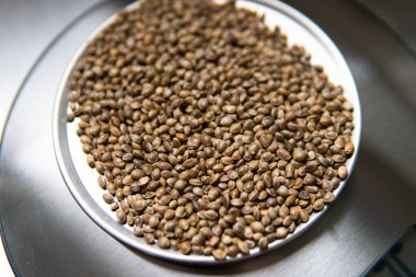 Kenevir tohumları. Marihuana tohumlarının tıbbi özellikleri