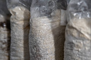 Plastik torbalarda mantar yetiştiriyorlar. Tıbbi mantar yetiştirme, mantar krallığı.