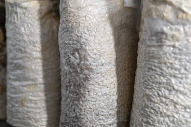 Plastik torbalarda mantar yetiştiriyorlar. Tıbbi mantar yetiştirme, mantar krallığı.