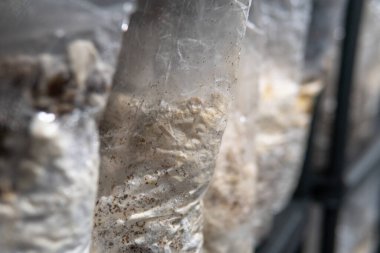 Hericium erinaceus popüler bir mantar nootropisidir. Akıl sağlığı için tıbbi mantarlar