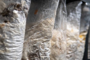 Plastik torbalarda mantar yetiştiriyorlar. Egzotik mantar yetiştirme