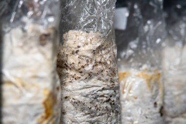 Plastik torbalarda mantar yetiştiriyorlar. Egzotik mantar yetiştirme