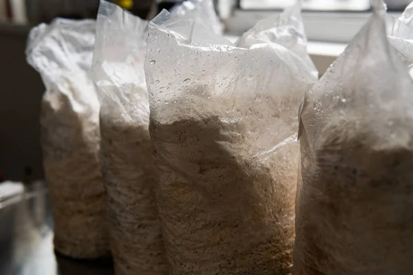 Growing Mushrooms Plastic Bags Cultivation Medicinal Mushrooms Mushroom Kingdom — Foto de Stock