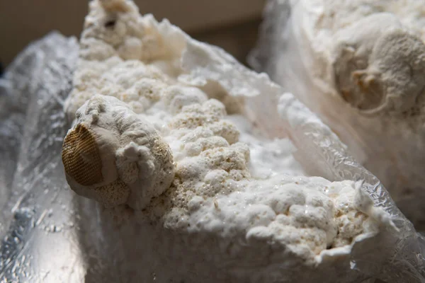 Hericium erinaceus, akıl sağlığı için tıbbi mantarlar. Aslanlar mantarları yakından takip eder.