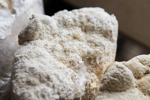 Hericium erinaceus medikal mantar nootropik. Hericium erinaceus 'un meyveli gövdeleri resepsiyona hazır.