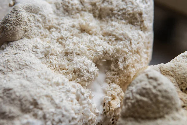 Hericium erinaceus medikal mantar nootropik. Hericium erinaceus 'un meyveli gövdeleri resepsiyona hazır.