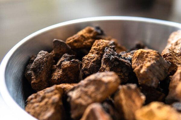 Chaga mushroom. Medicinal chaga mushroom. Inonotus obliquus close-up