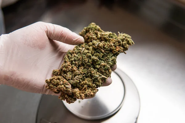Marijuana Buds Medicinal Strains Marijuana Recreational Purposes — Foto de Stock