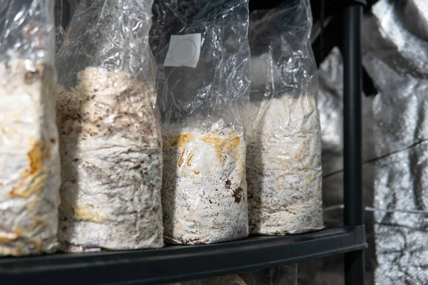 Plastik torbalarda mantar yetiştiriyorlar. Tıbbi mantar yetiştirme, mantar krallığı.