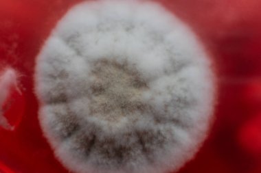 Küf ve bakteri kırmızıda. Patojenler için tarım aracı. Küf sporları ve miselyum