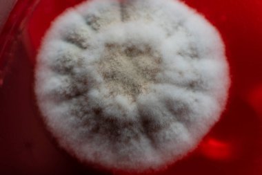 Küf ve bakteri kırmızıda. Patojenler için tarım aracı. Küf sporları ve miselyum