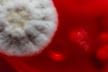 Küf ve bakterileri kırmızı agarlı bir petri kabında incelemek. Küf sporları ve mantar miselyumu