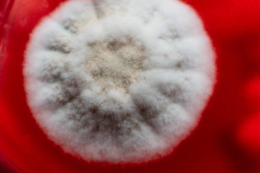 Petri kabında mantar miselyumu, tarım besin maddeleri üzerine..