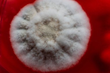 Petri kabında küf. Laboratuvar koşullarında mikrobiyolojik çalışmalar. Miselyum ve küf.