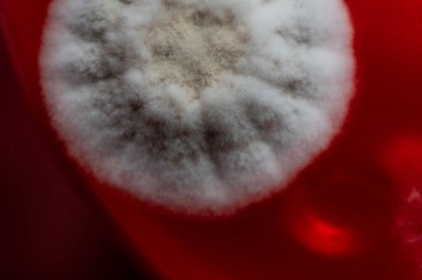 Petri kabında küf. Laboratuvar koşullarında mikrobiyolojik çalışmalar. Miselyum ve küf.