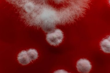 Petri kabında küf. Laboratuvar koşullarında mikrobiyolojik çalışmalar. Miselyum ve küf.