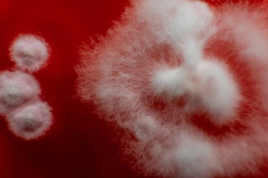 Küf ve bakterileri kırmızı agarlı bir petri kabında incelemek. Küf sporları ve mantar miselyumu