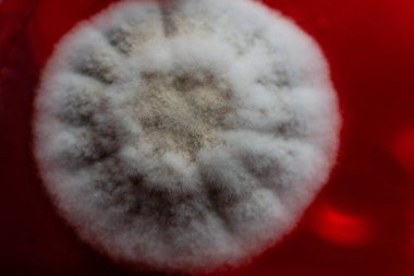 Küf ve bakterileri kırmızı agarlı bir petri kabında incelemek. Küf sporları ve mantar miselyumu