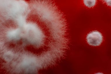 Petri kabında küf var. Küfün dünyadaki yiyecek stokları üzerindeki zararlı etkisi.