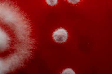 Küf ve bakterileri kırmızı agarlı bir petri kabında incelemek. Küf sporları ve mantar miselyumu