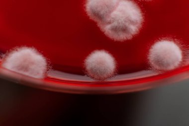 Petri kabında küf. Laboratuvar koşullarında mikrobiyolojik çalışmalar. Miselyum ve küf.