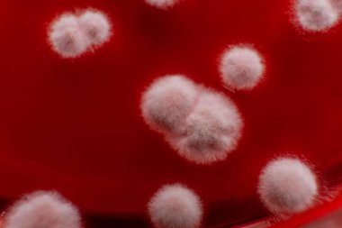 Küf ve bakterileri kırmızı agarlı bir petri kabında incelemek. Küf sporları ve mantar miselyumu