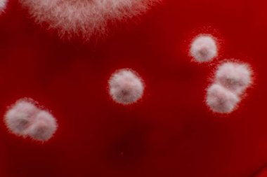 Petri kabında küf var. Küfün dünyadaki yiyecek stokları üzerindeki zararlı etkisi.