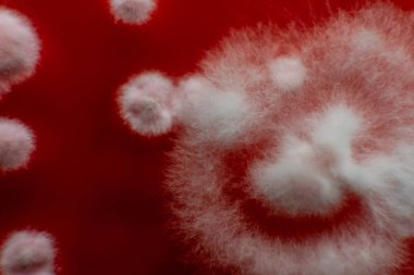 Küf ve bakteri kırmızıda. Patojenler için tarım aracı. Küf sporları ve miselyum