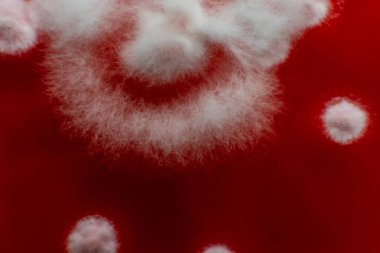 Petri kabında mantar miselyumu, tarım besin maddeleri üzerine..