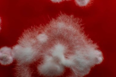 Petri kabında küf. Laboratuvar koşullarında mikrobiyolojik çalışmalar. Miselyum ve küf.