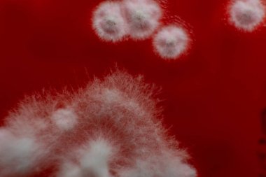 Petri kabında mantar miselyumu, tarım besin maddeleri üzerine..