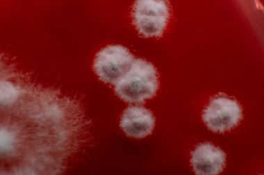 Petri kabında küf. Laboratuvar koşullarında mikrobiyolojik çalışmalar. Miselyum ve küf.