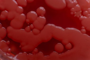 Küf ve bakterileri kırmızı agarlı bir petri kabında incelemek. Küf sporları ve mantar miselyumu