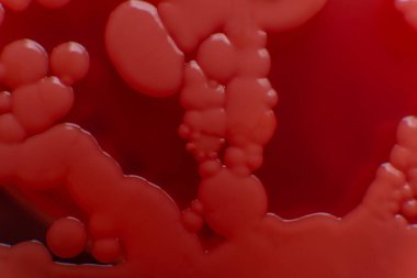 Petri kabında küf. Laboratuvar koşullarında mikrobiyolojik çalışmalar. Miselyum ve küf.