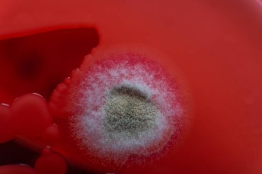 Küf ve bakterileri kırmızı agarlı bir petri kabında incelemek. Küf sporları ve mantar miselyumu