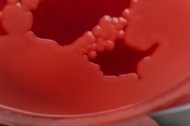 Küf ve bakterileri kırmızı agarlı bir petri kabında incelemek. Küf sporları ve mantar miselyumu