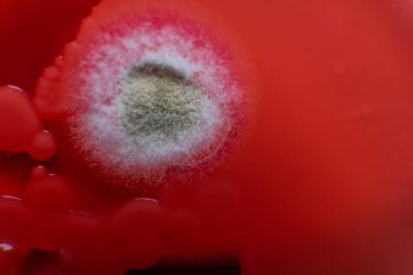 Petri kabında küf. Laboratuvar koşullarında mikrobiyolojik çalışmalar. Miselyum ve küf.