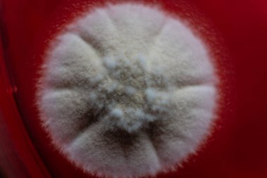 Küf ve bakteri kırmızıda. Patojenler için tarım aracı. Küf sporları ve miselyum