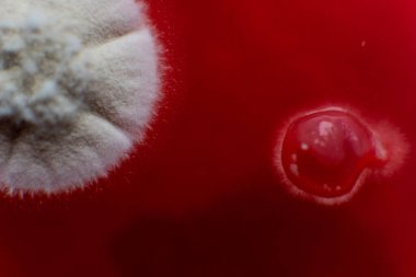 Küf ve bakteri kırmızıda. Patojenler için tarım aracı. Küf sporları ve miselyum