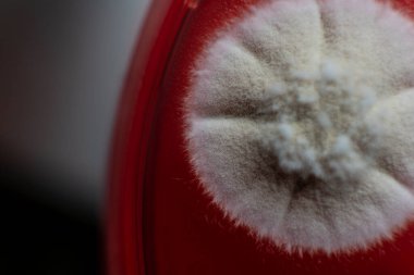 Petri kabında küf. Laboratuvar koşullarında mikrobiyolojik çalışmalar. Miselyum ve küf.